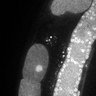 Thumbnail for dataset Fig5G_TiE_140930-5