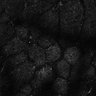 Thumbnail for dataset Fig6-S6_Aa-Ehx_Mouse2_13
