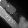 Thumbnail for Fig5G_TiE_140930-6