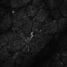 Thumbnail for dataset Fig6-S6_Aa-Ehx_Mouse3_18