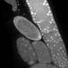 Thumbnail for dataset FigS1C_DMRE_110722-3
