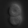 Thumbnail for dataset RNAi_C34C12.8_061226_03