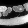 Thumbnail for dataset FigS1D_DMRE_140612-3