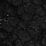Thumbnail for dataset Fig6-S6_Acp-Gua_Mouse3_3