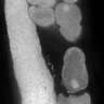 Thumbnail for dataset FigS1D_DMRE_140612-6
