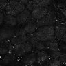 Thumbnail for dataset Fig6-S6_Acp-Gua_Mouse3_30