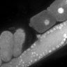 Thumbnail for dataset FigS1E_DMRE_130404-1