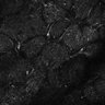 Thumbnail for dataset Fig6-S6_Acp-Gua_Mouse4_21