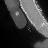 Thumbnail for dataset FigS1E_DMRE_130404-3