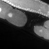 Thumbnail for dataset FigS1E_DMRE_130404-7
