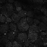Thumbnail for dataset Fig6-S6_Acp-Gua-mixture_Mouse2_32