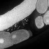 Thumbnail for dataset FigS1E_DMRE_140612-9