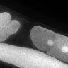 Thumbnail for dataset FigS1E_DMRE_140707-3