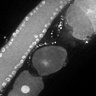 Thumbnail for dataset FigS1F_DMRE_110503-2