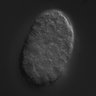 Thumbnail for dataset RNAi_C34E10.1_040629_02