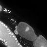 Thumbnail for dataset FigS1F_DMRE_110503-3