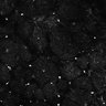 Thumbnail for dataset Fig6-S6_Bz-Val-mixture_Mouse1_1