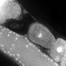 Thumbnail for dataset FigS1G_DMRE_110131-1