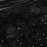 Thumbnail for dataset Fig6-S6_Bz-Val-mixture_Mouse1_21