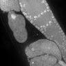 Thumbnail for dataset FigS1G_DMRE_110131-2
