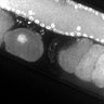 Thumbnail for dataset FigS1G_DMRE_110210-3