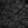 Thumbnail for dataset Fig6-S6_Oca-Pna_Mouse1_3