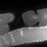 Thumbnail for dataset FigS1G_DMRE_110405-2