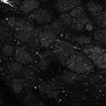 Thumbnail for dataset Fig6-S6_Oca-Pna_Mouse2_11