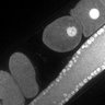 Thumbnail for dataset FigS1G_DMRE_110405-3