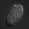 Thumbnail for dataset RNAi_C34E10.2_040701_03
