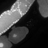 Thumbnail for dataset FigS1G_DMRE_110406-4