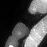 Thumbnail for dataset FigS3C_TiE_121127-4