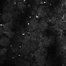 Thumbnail for dataset Fig6-S6_Oca-Pna_Mouse4_26