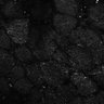 Thumbnail for dataset Fig6-S6_Oca-Pna_Mouse5_4