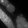 Thumbnail for dataset FigS3C_TiE_130320-4
