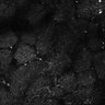 Thumbnail for dataset Fig6-S6_Oca-Pna_Mouse5_15