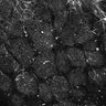 Thumbnail for dataset Fig6-S6_Val-Bz_Mouse1_8