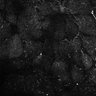 Thumbnail for dataset Fig6-S6_Val-Bz_Mouse1_33