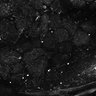 Thumbnail for dataset Fig6-S6_Val-Bz_Mouse2_22
