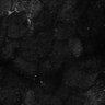 Thumbnail for dataset Fig7-S7_Aa-ValMixtureConc_14