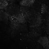 Thumbnail for dataset Fig7-S7_Conc1000_4