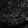 Thumbnail for dataset Fig7-S7_Conc1000_15