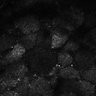 Thumbnail for dataset Fig7-S7_Conc1000_32