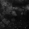 Thumbnail for dataset Fig7-S7_Conc10000_1