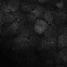 Thumbnail for dataset Fig7-S7_Conc10000_24