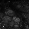 Thumbnail for dataset Fig7-S7_Conc10000_29