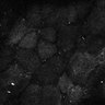 Thumbnail for dataset Fig7-S7_Conc10000_53