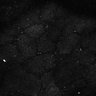 Thumbnail for dataset Fig7-S7_Conc10000_55