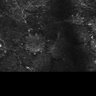 Thumbnail for dataset Fig7-S7_Conc100000_21