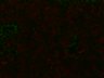 Thumbnail for dataset bnl_fig2_e_2